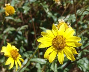 Slender Sunflower