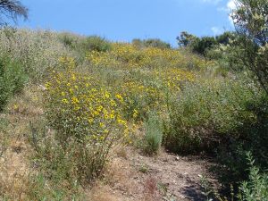 fire following plants