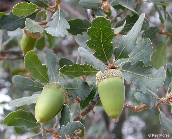 blue oak