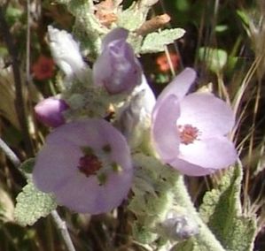 Hall's bush mallow