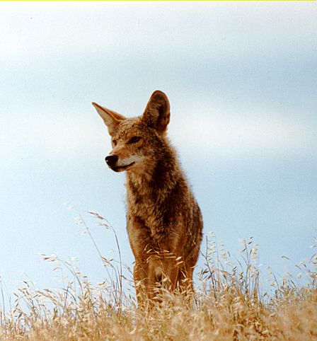 coyote