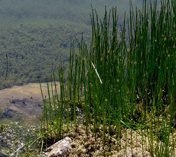 Grasses growing up