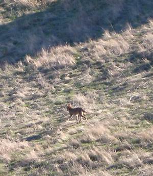 coyote in the open space