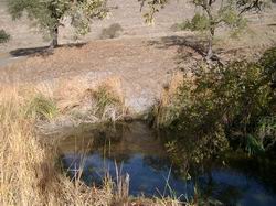 bull frog pond