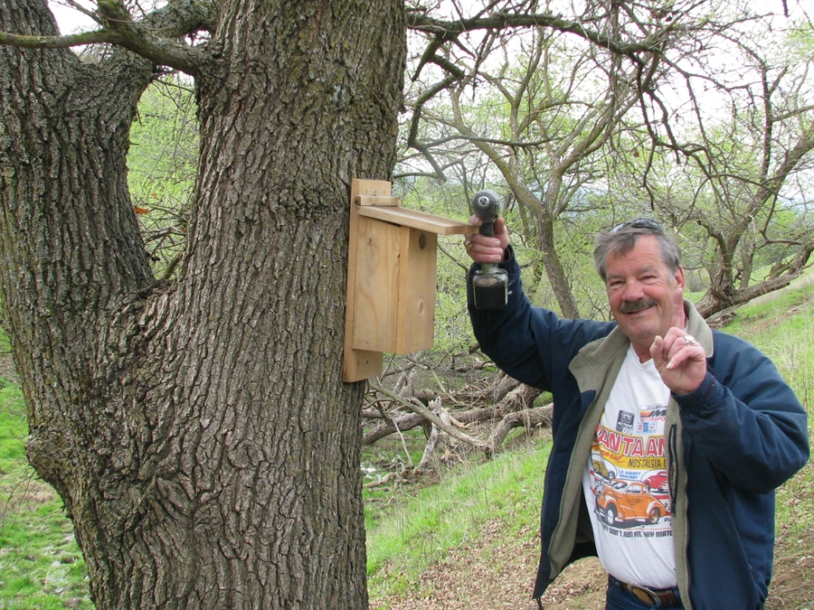 hanging a bluebird box