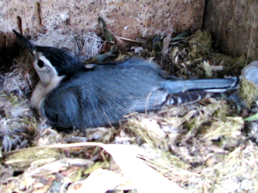 nuthatch nest