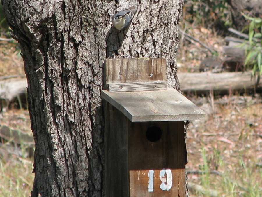 nuthatch nest