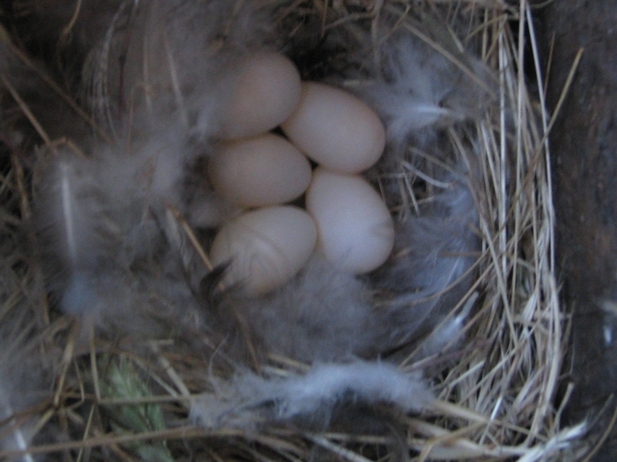 swallow nest