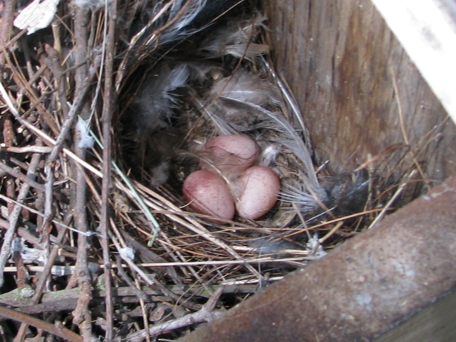 house wren nest