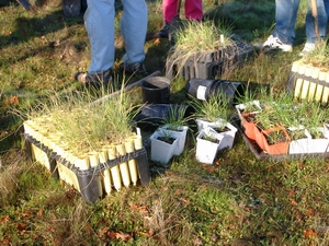 grass for planting