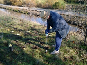 planting grasses