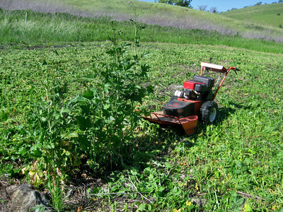 mowing black mustard