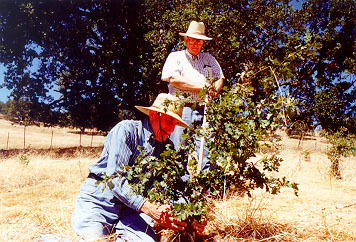 oak restoration