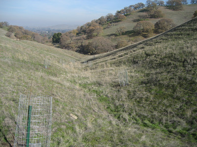 future field of oaks