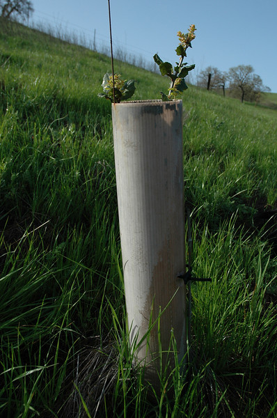 oak sapling