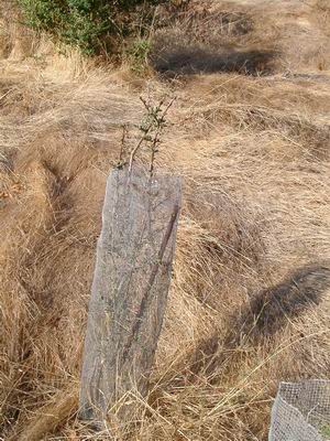 Quail Habitat Coyote Brush