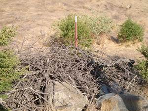 Quail Brush Pile