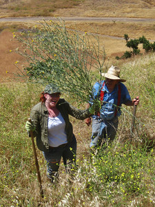 yellow starthistle weeding